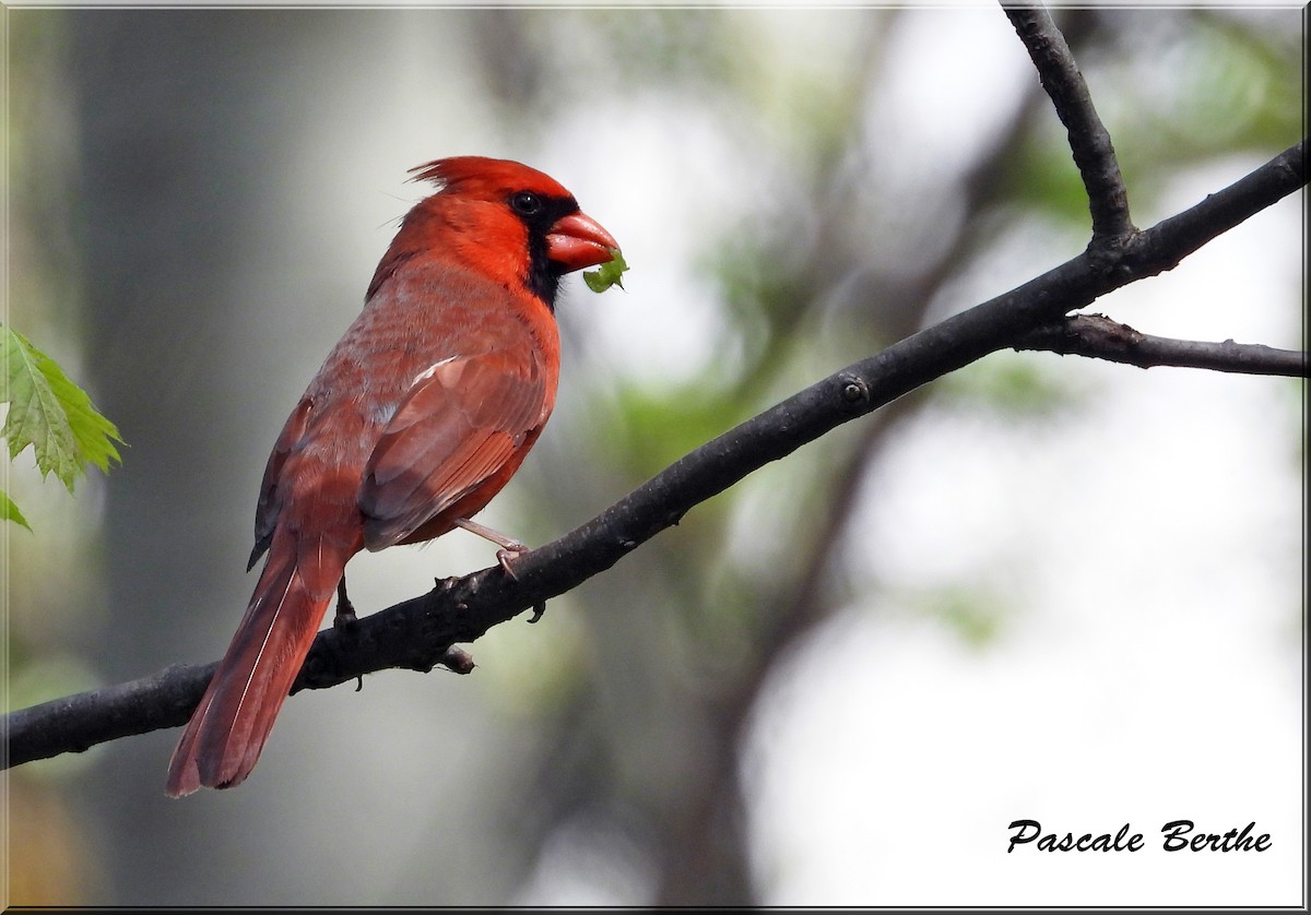 Northern Cardinal - Pascale Berthe