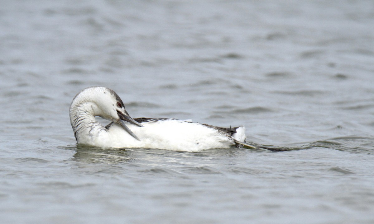 Red-throated Loon - Evan Knudsen