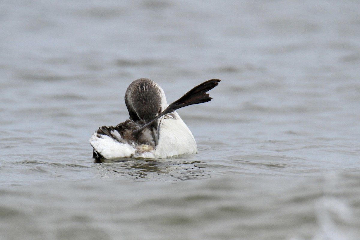 Red-throated Loon - Evan Knudsen