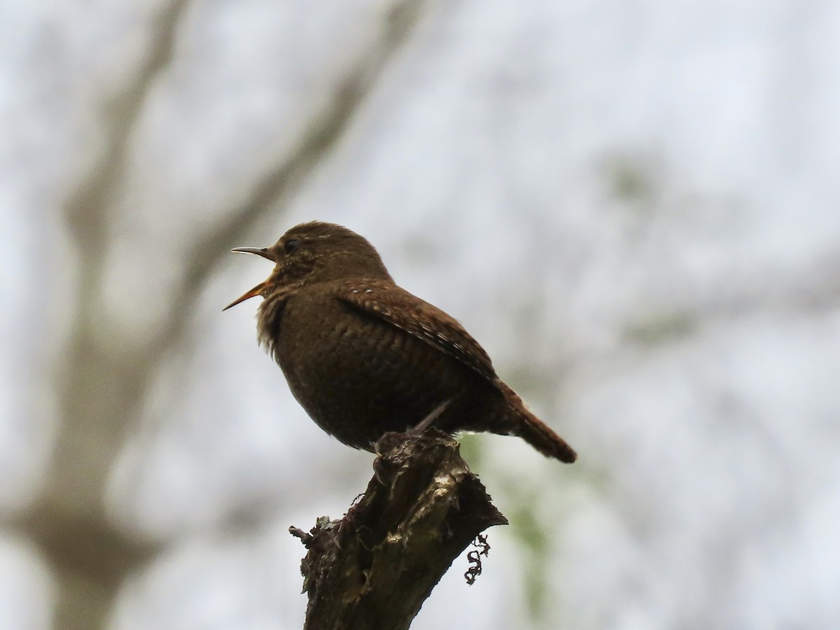 Eurasian Wren - ML619107212