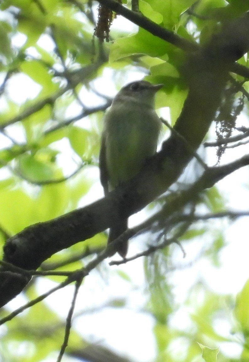 Least Flycatcher - ML619107225