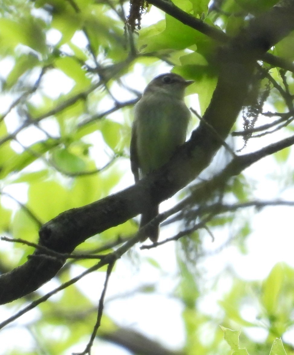 Least Flycatcher - ML619107229