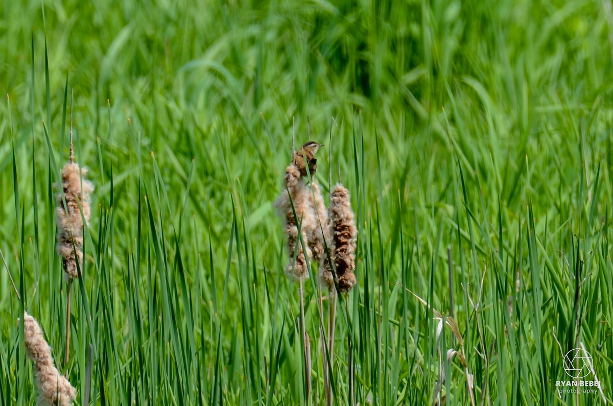 Marsh Wren - Ryan Bebej