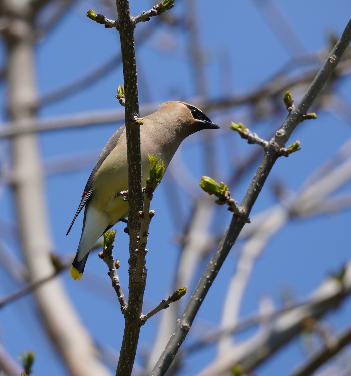 Cedar Waxwing - Sarah Foote