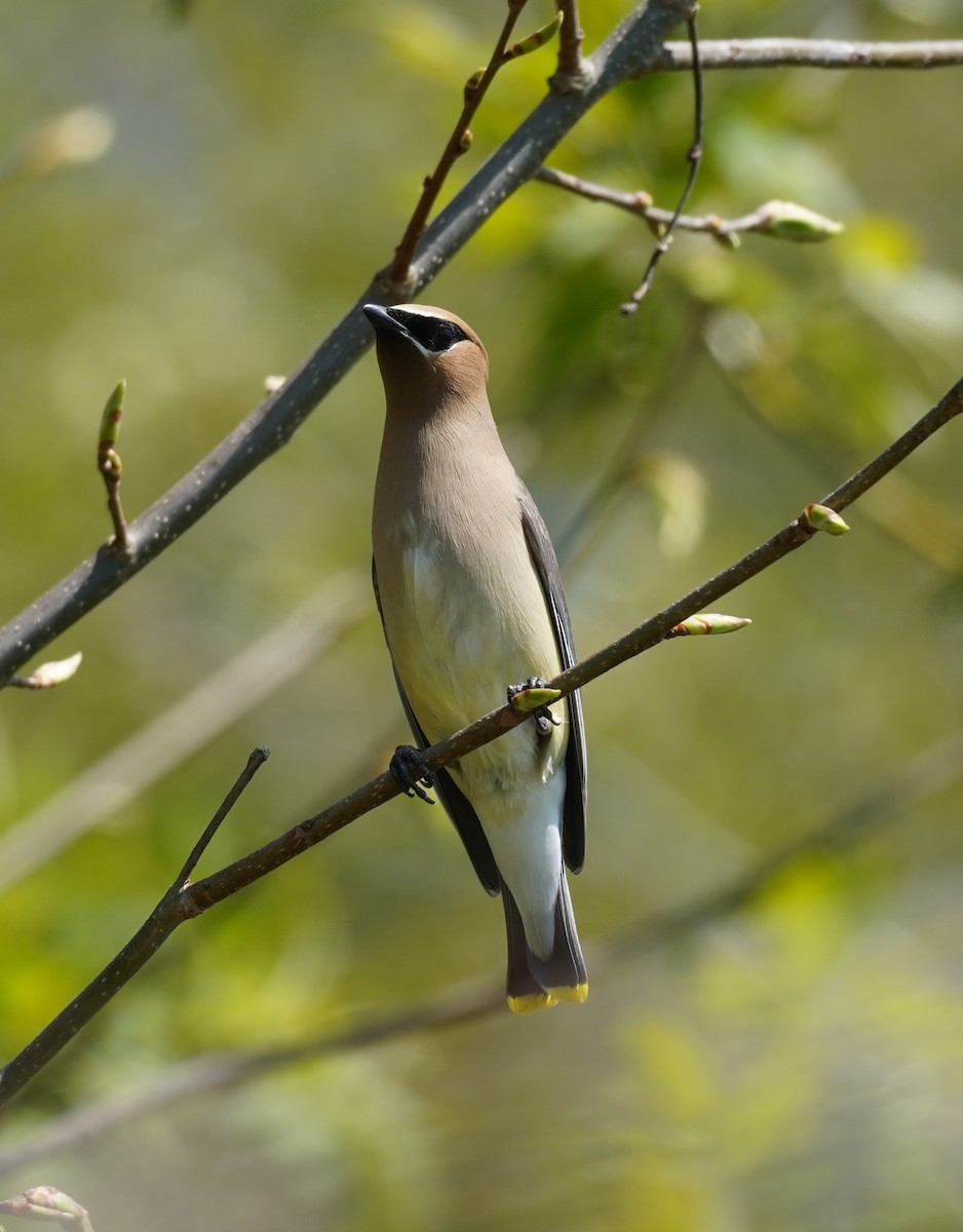 Cedar Waxwing - Sarah Foote