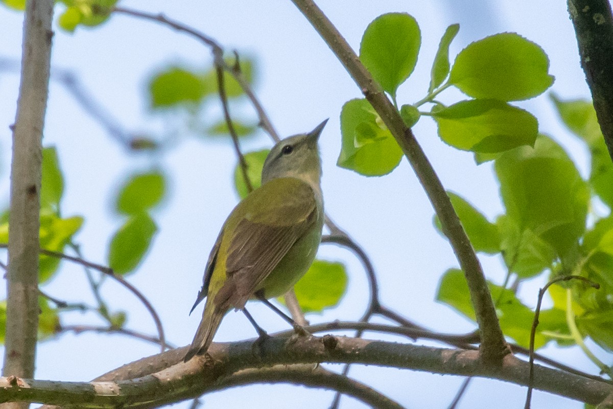 Tennessee Warbler - ML619107270