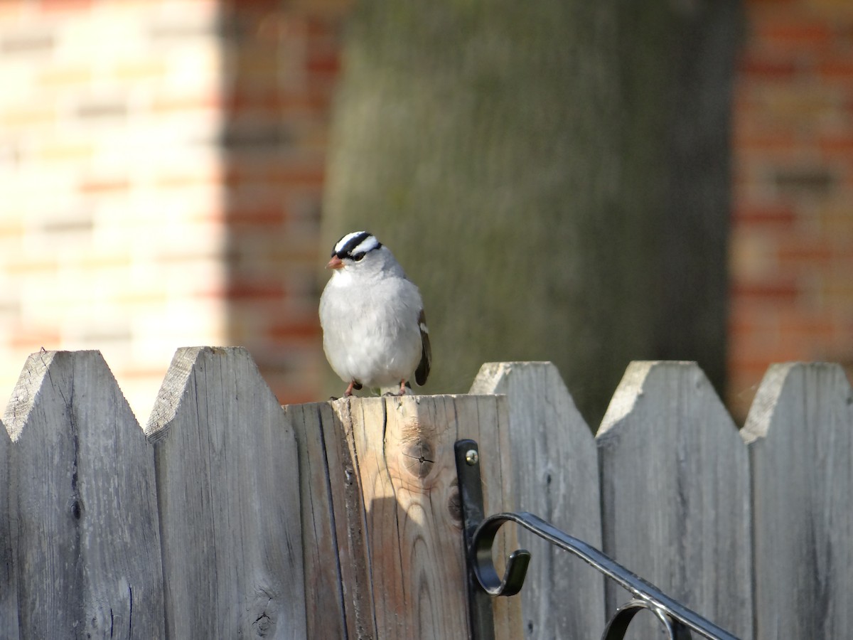 White-crowned Sparrow - Danielle Lavoie