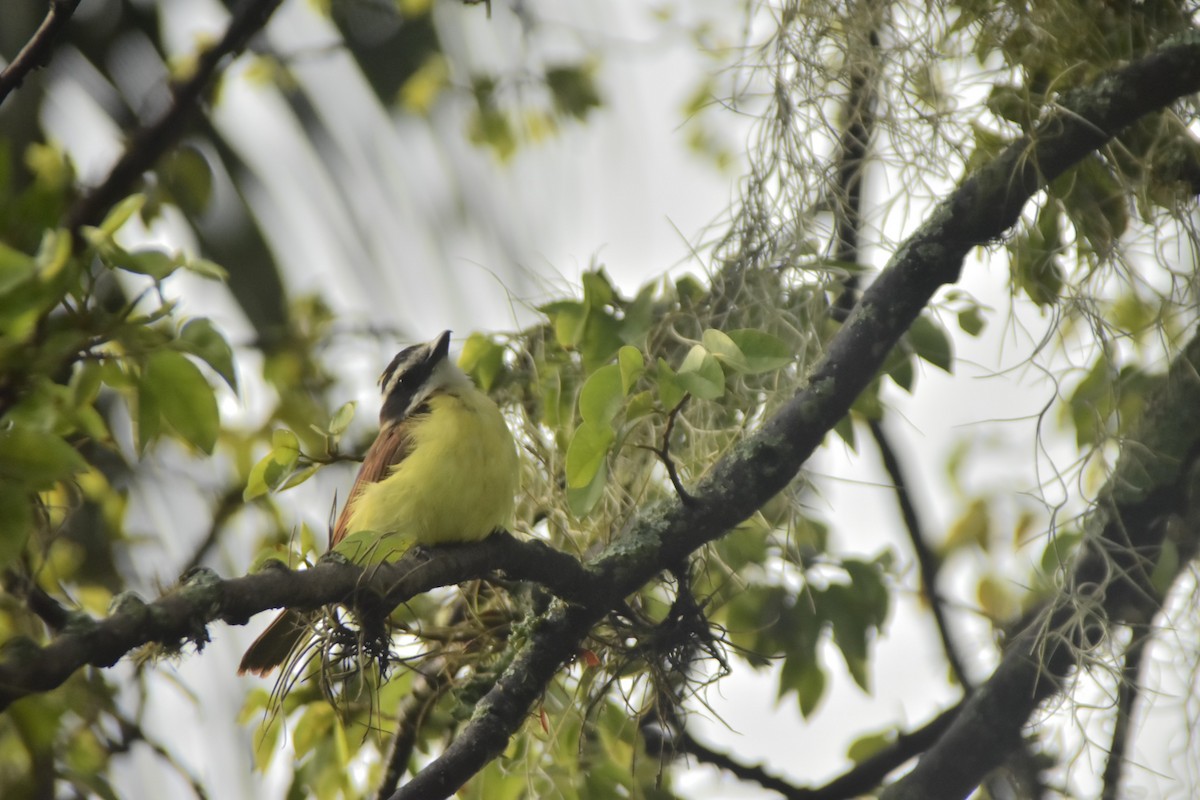 Rusty-margined Flycatcher - Paula A. Morales M.