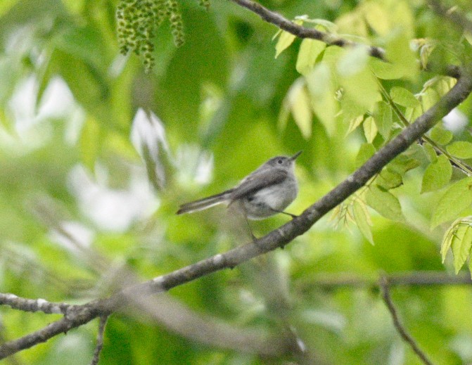 Blue-gray Gnatcatcher - Frank Wang