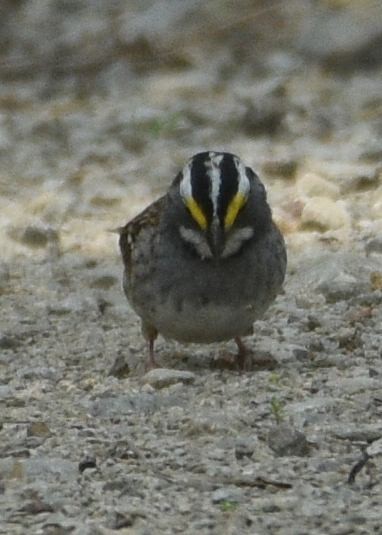 White-throated Sparrow - Susan Rosine