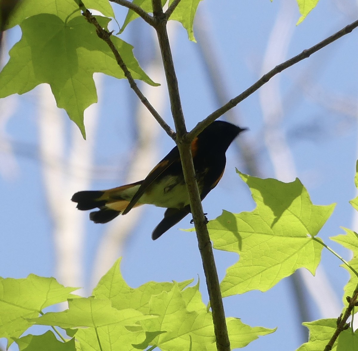 American Redstart - ML619107353