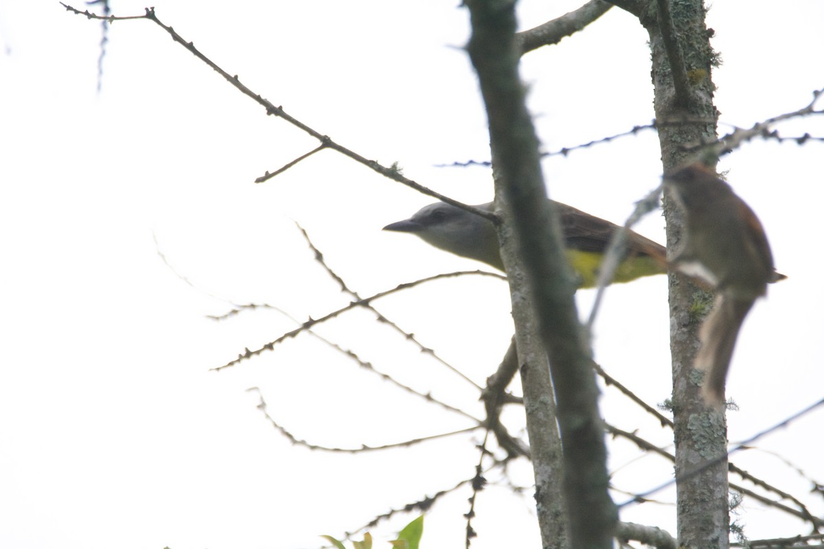 Tropical Kingbird - FREDY HERNAN VALERO
