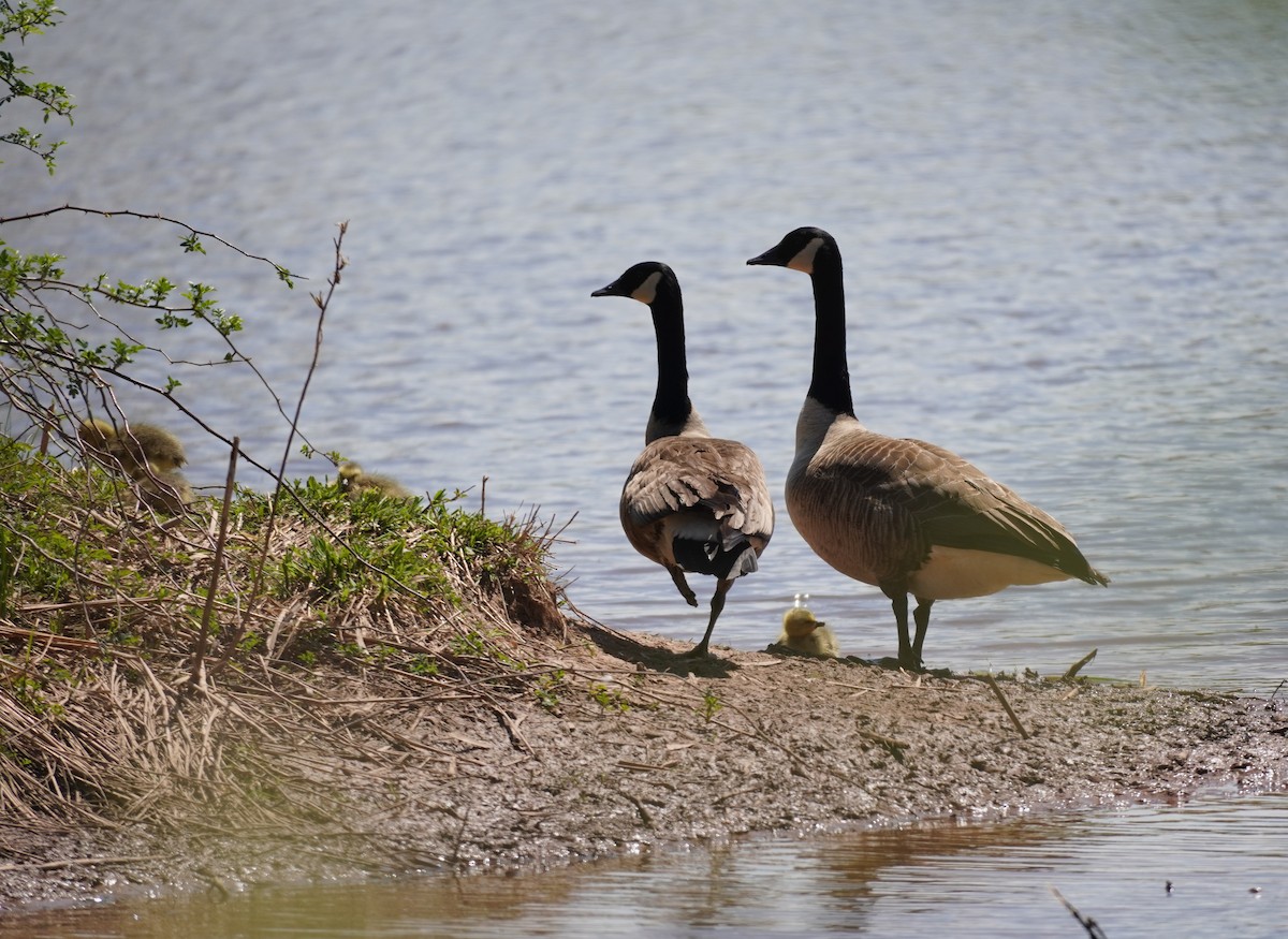 Canada Goose - ML619107406