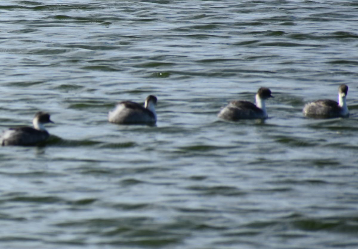 Silvery Grebe - ML619107425