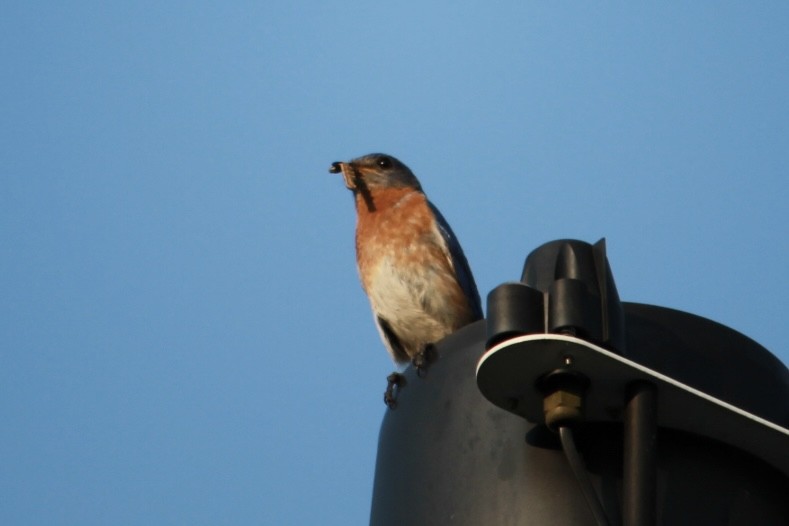 Eastern Bluebird - Tim Carney