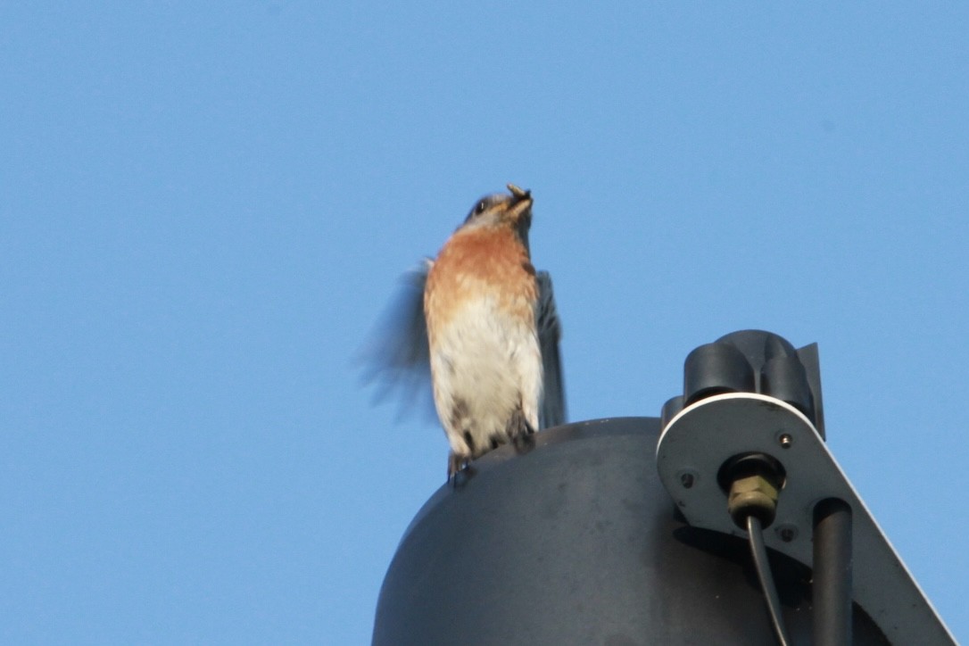 Eastern Bluebird - Tim Carney