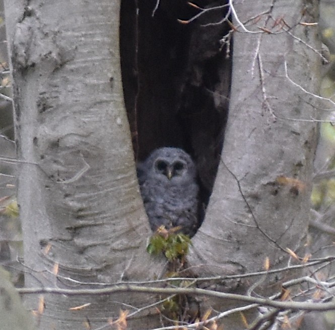 Barred Owl - Sheryl Johnson