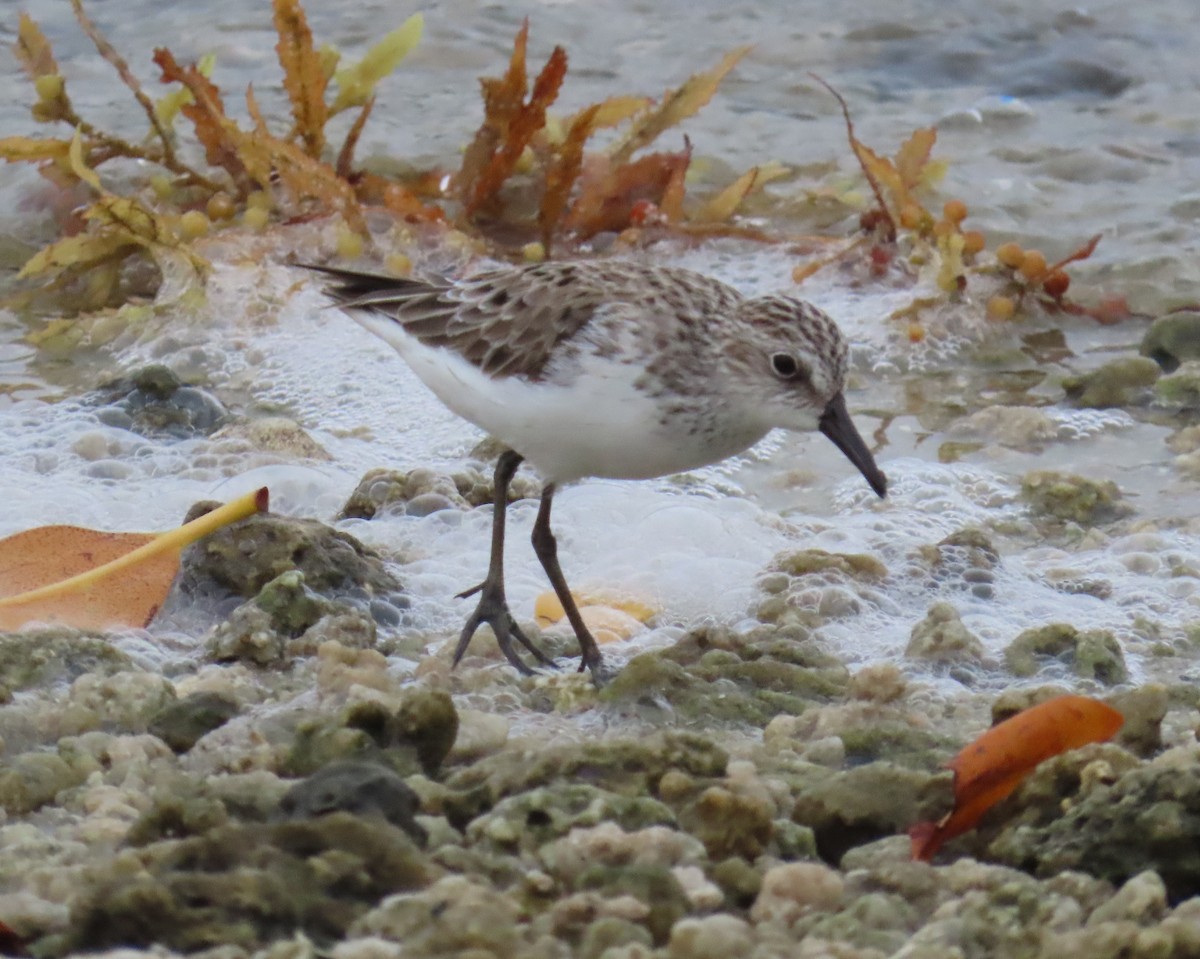 Semipalmated Sandpiper - Laurie Witkin