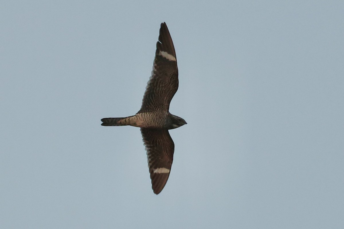 Common Nighthawk - Jeff Osborne