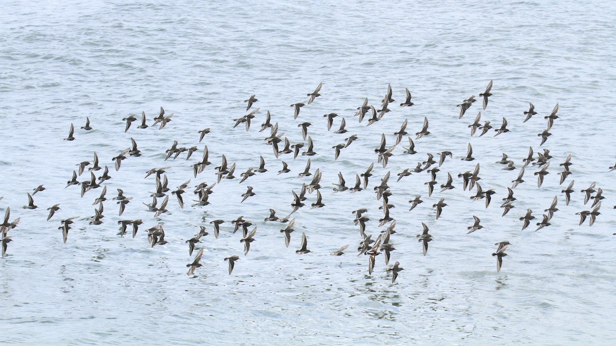 Purple Sandpiper - ML619107487