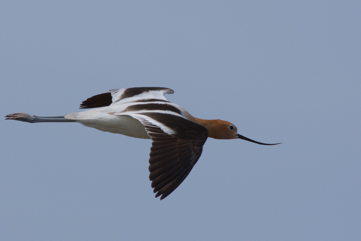 Avocette d'Amérique - ML619107490