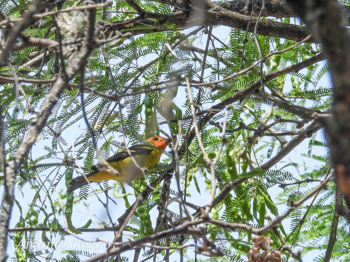 Western Tanager - Juan Antonio Castro Peralta