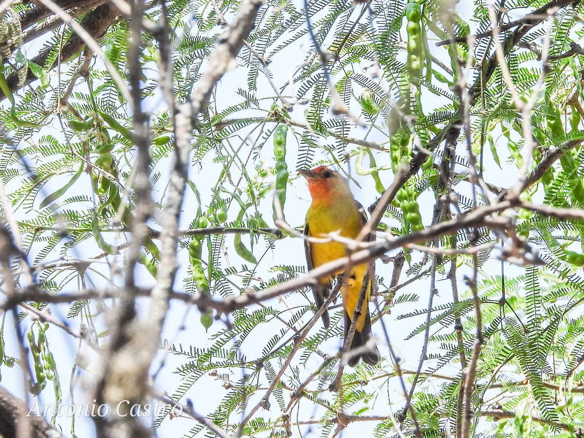 Western Tanager - Juan Antonio Castro Peralta