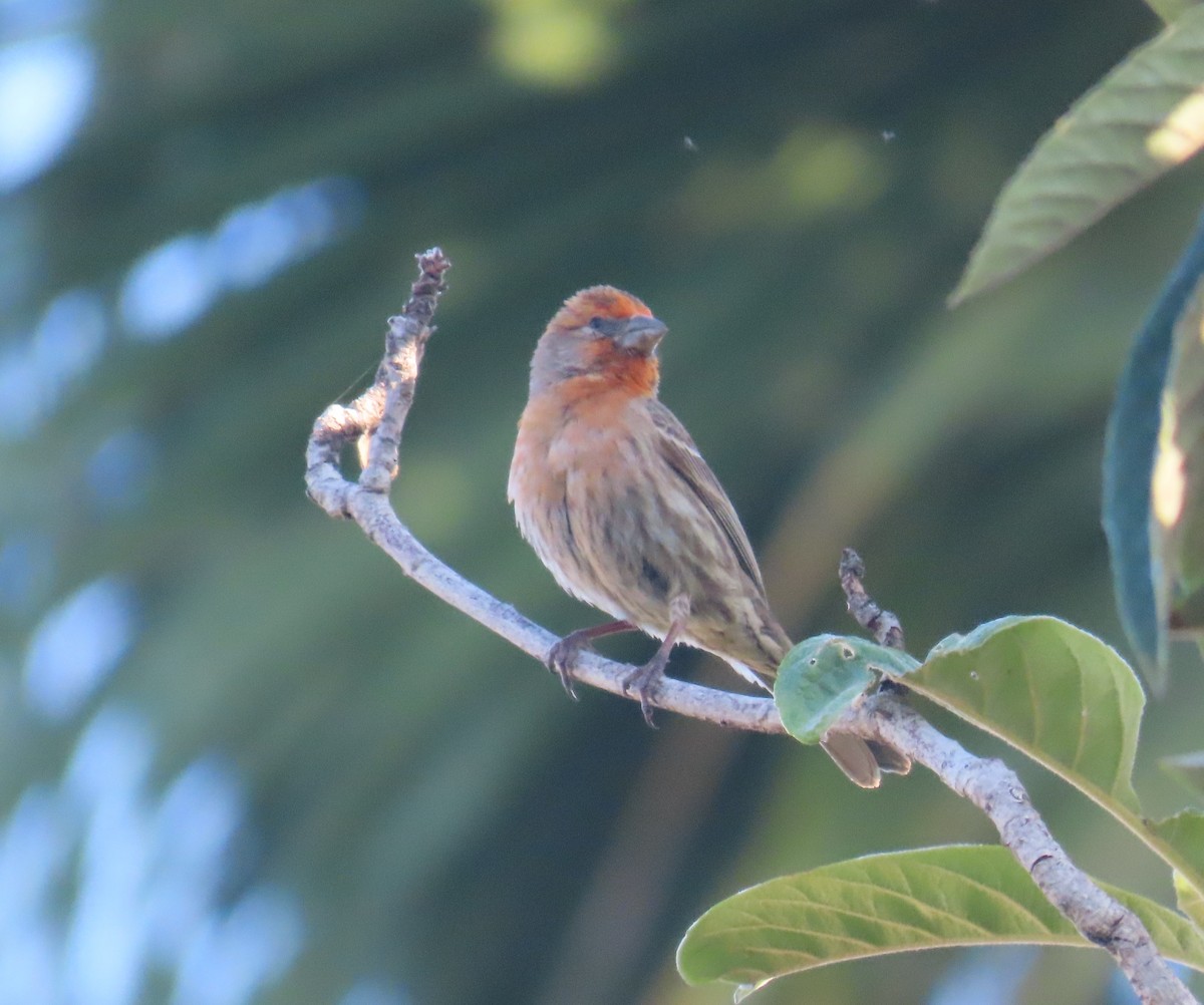 House Finch - Kevin Burns