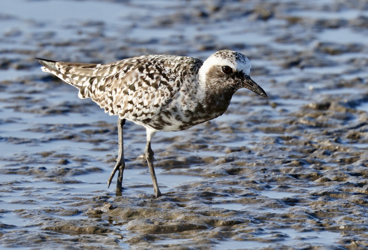 Black-bellied Plover - ML619107529