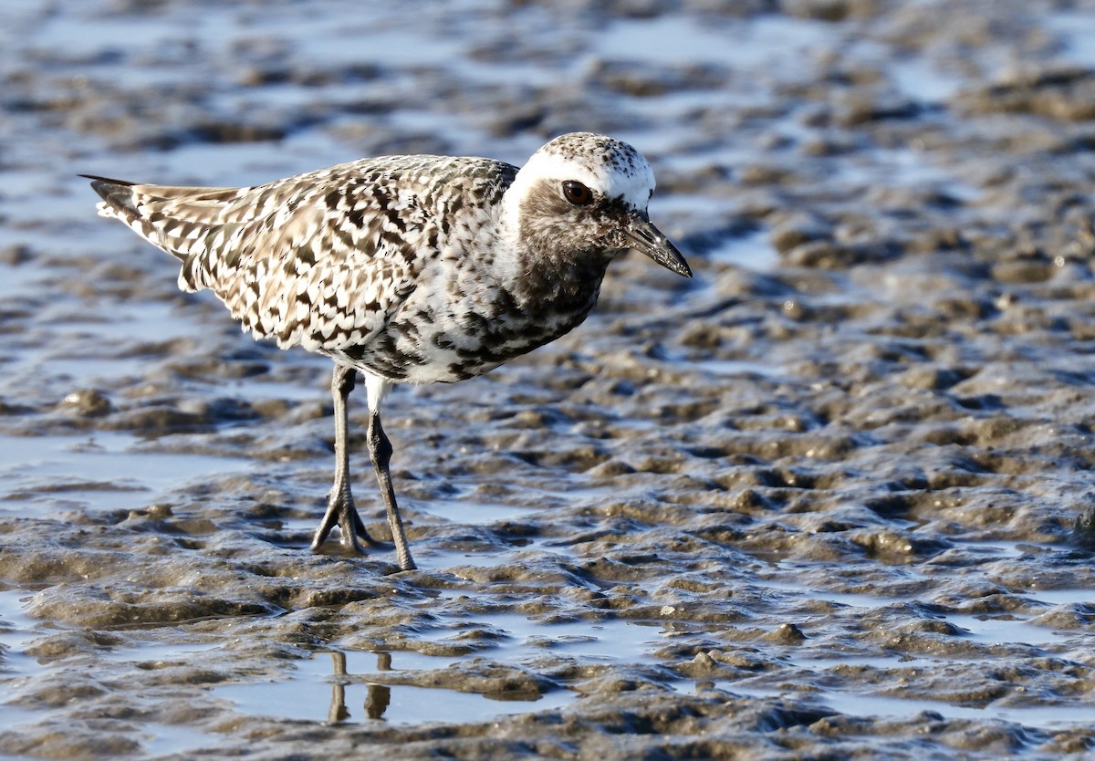 Black-bellied Plover - ML619107532