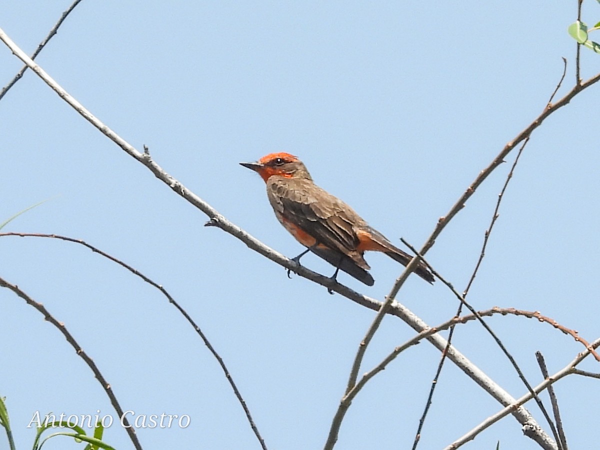 Vermilion Flycatcher - Juan Antonio Castro Peralta