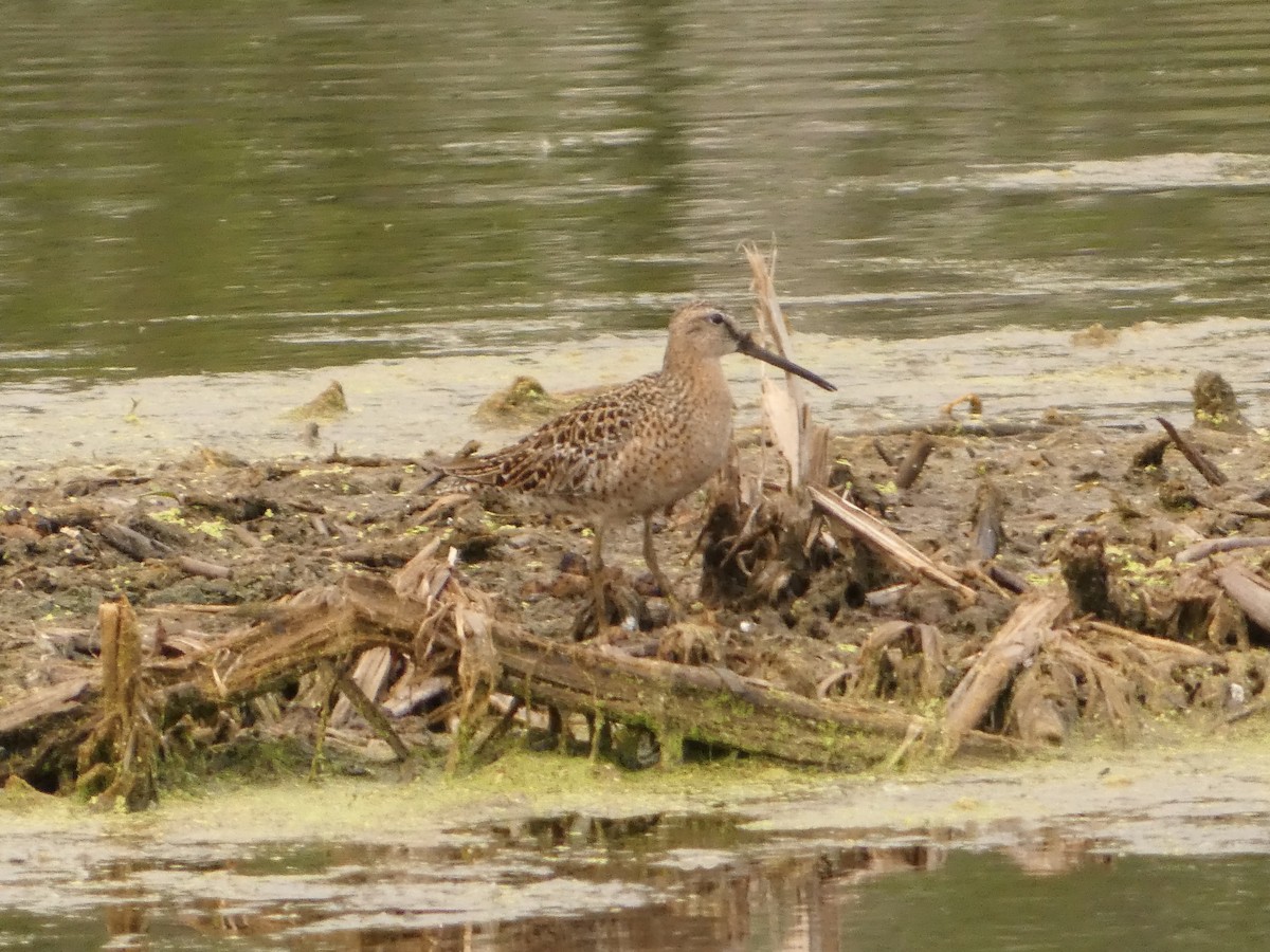 Short-billed Dowitcher - Jeff DeRuyter