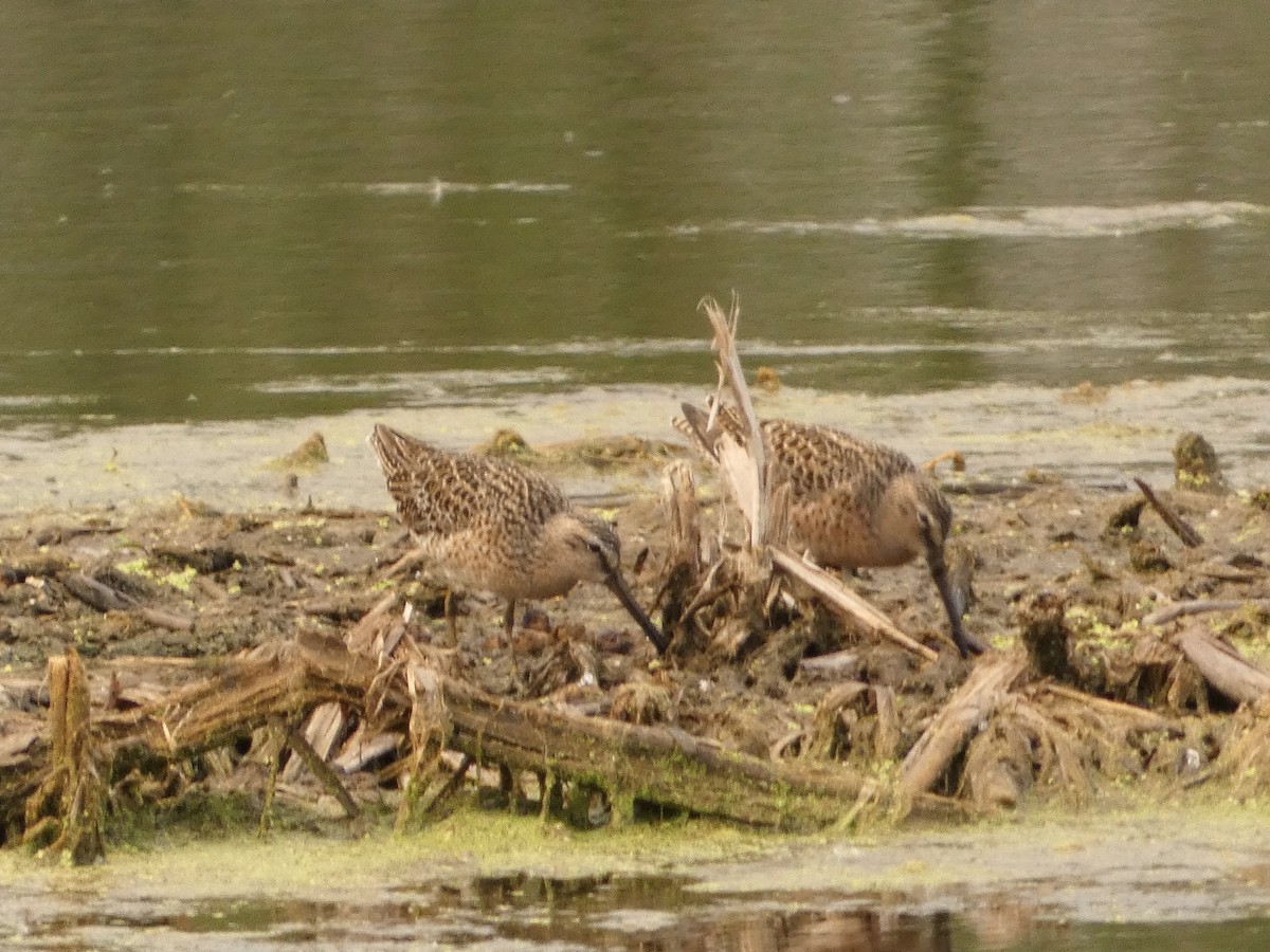 Short-billed Dowitcher - Jeff DeRuyter