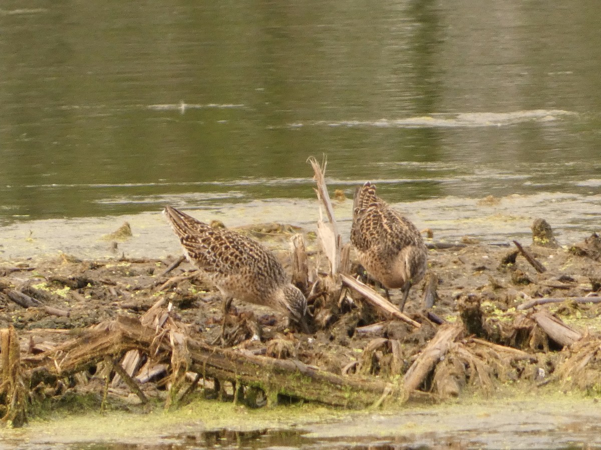 Short-billed Dowitcher - Jeff DeRuyter