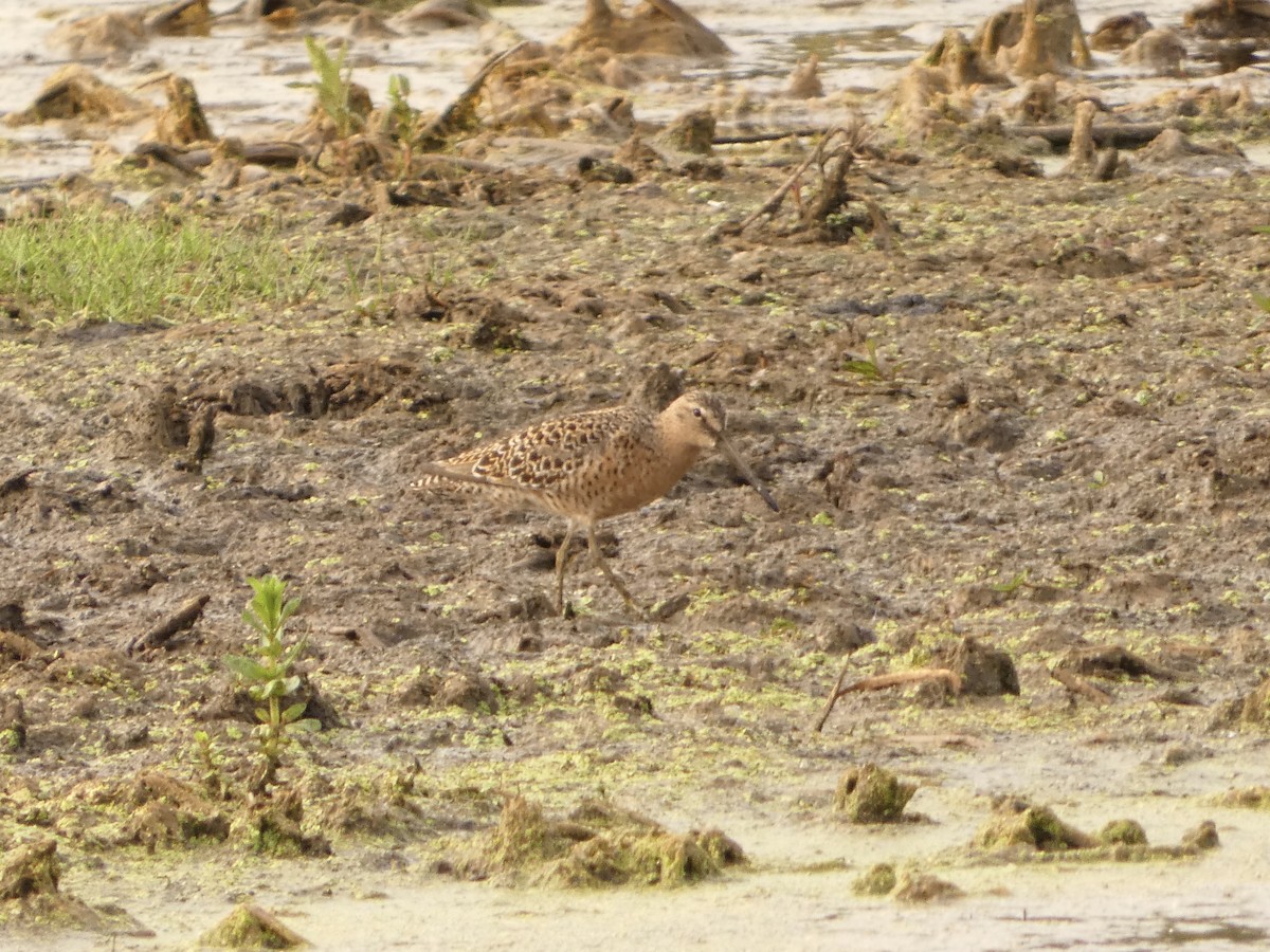 Short-billed Dowitcher - Jeff DeRuyter