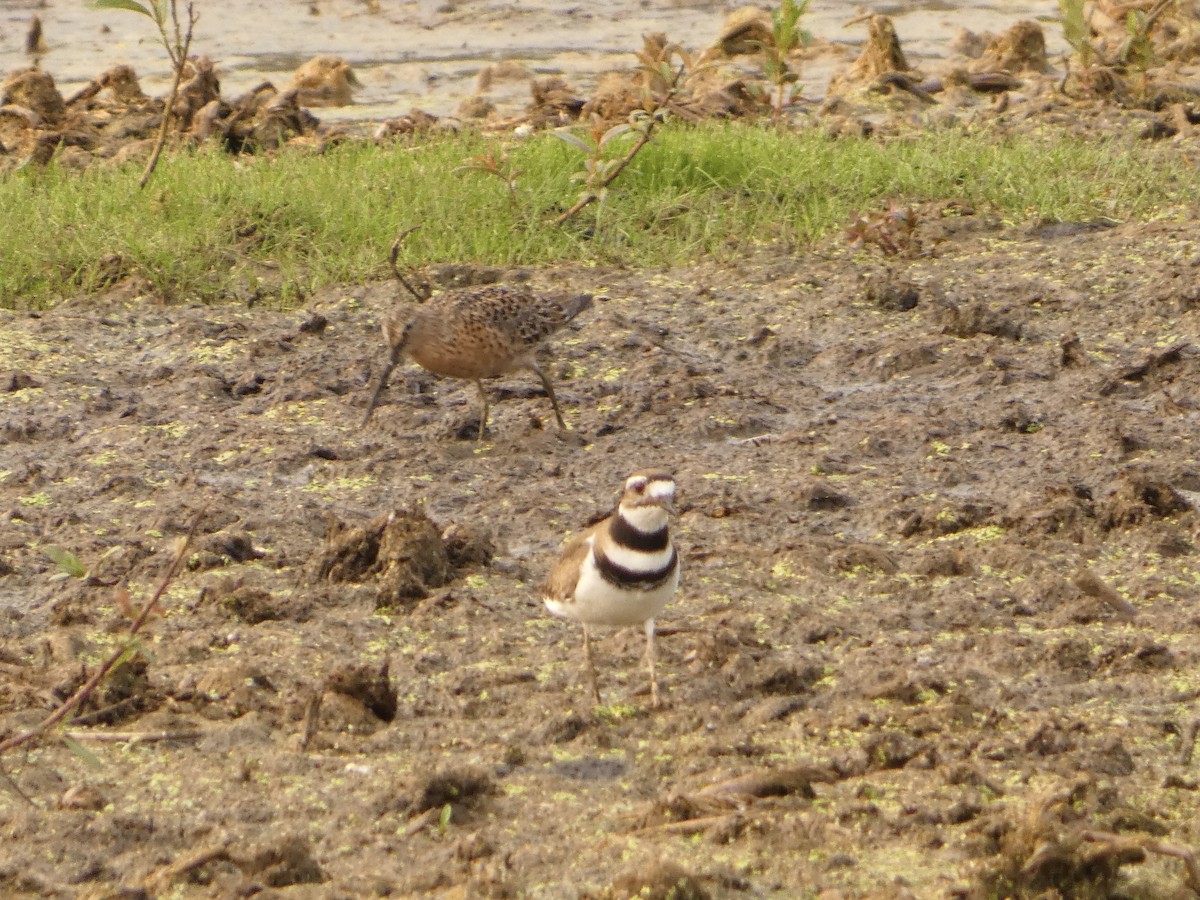 kortnebbekkasinsnipe - ML619107564