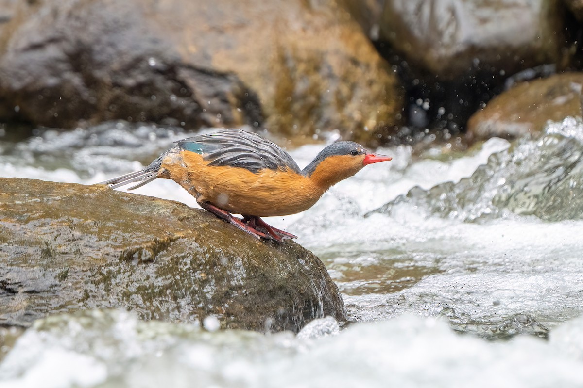 Torrent Duck - Hanna Zhao