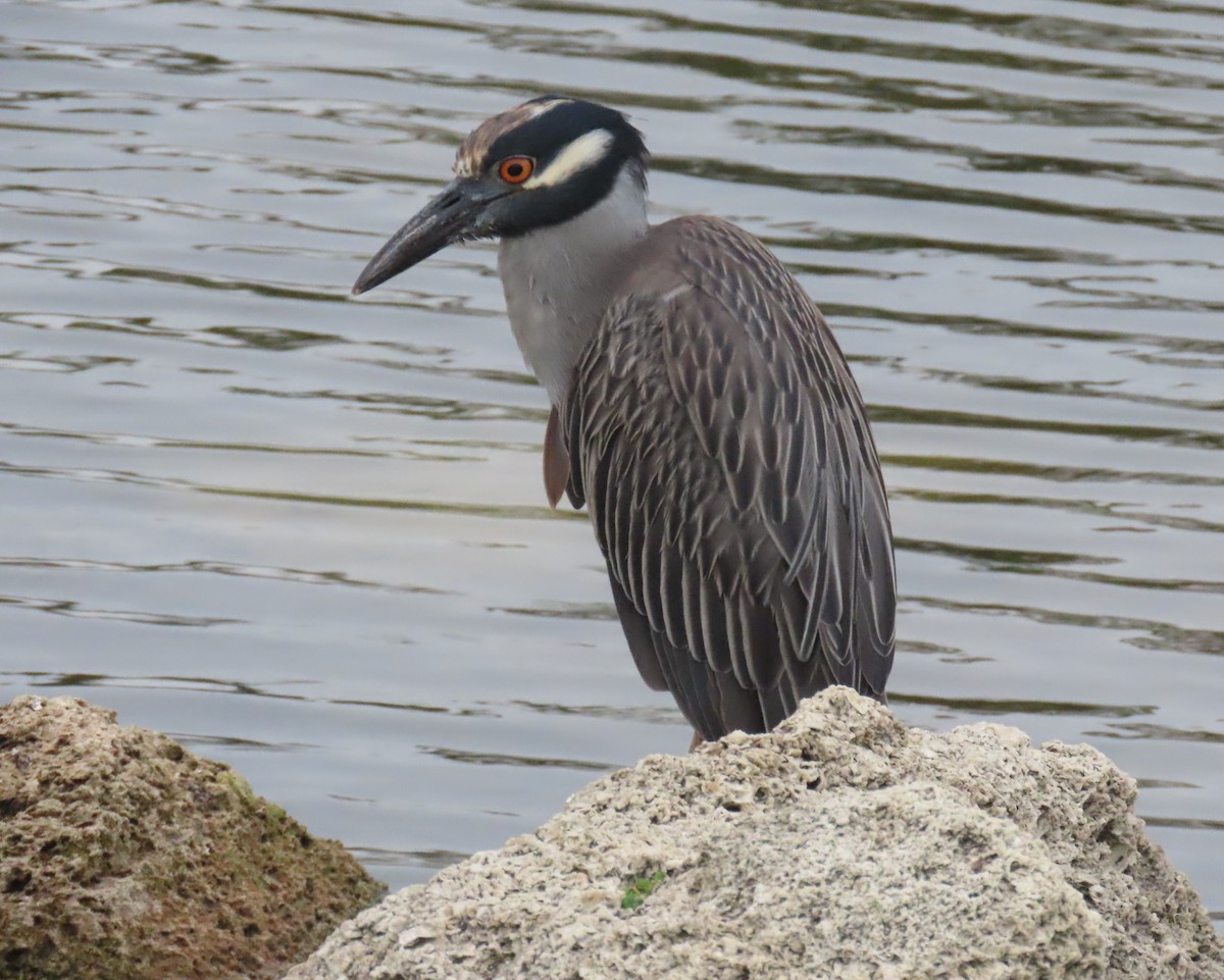 Yellow-crowned Night Heron - Laurie Witkin