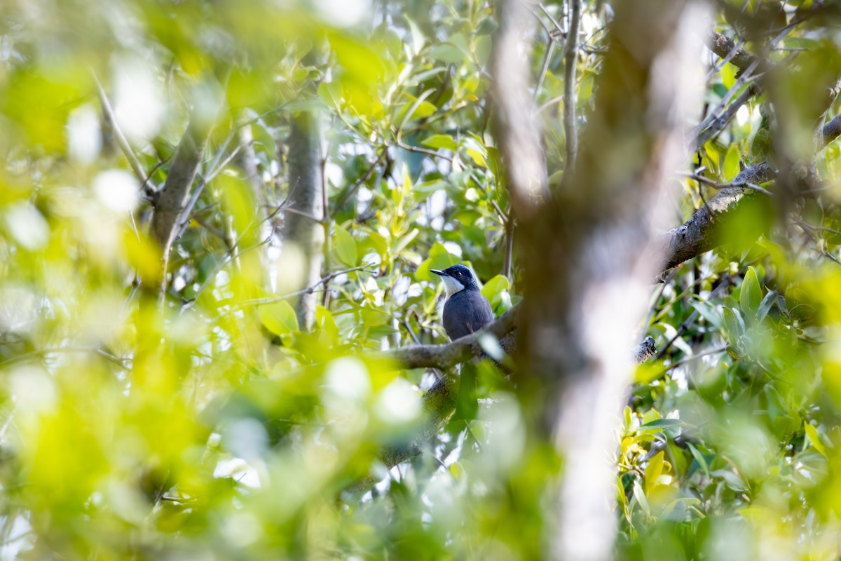 Leaden Flycatcher - Nathan Bartlett