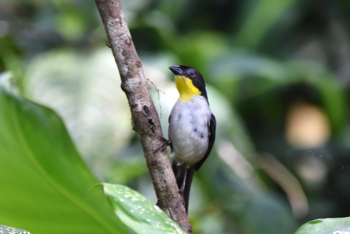 White-naped Brushfinch - irina shulgina