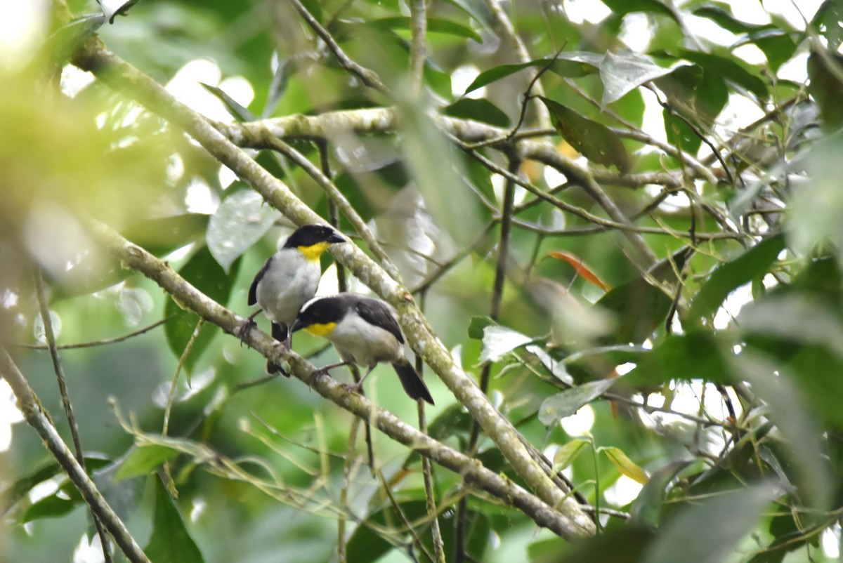 White-naped Brushfinch - irina shulgina