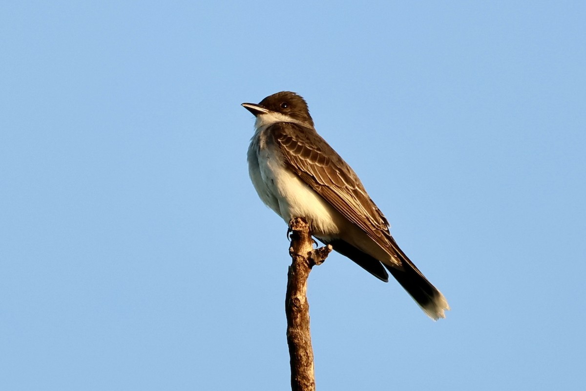 Eastern Kingbird - Jeff Osborne