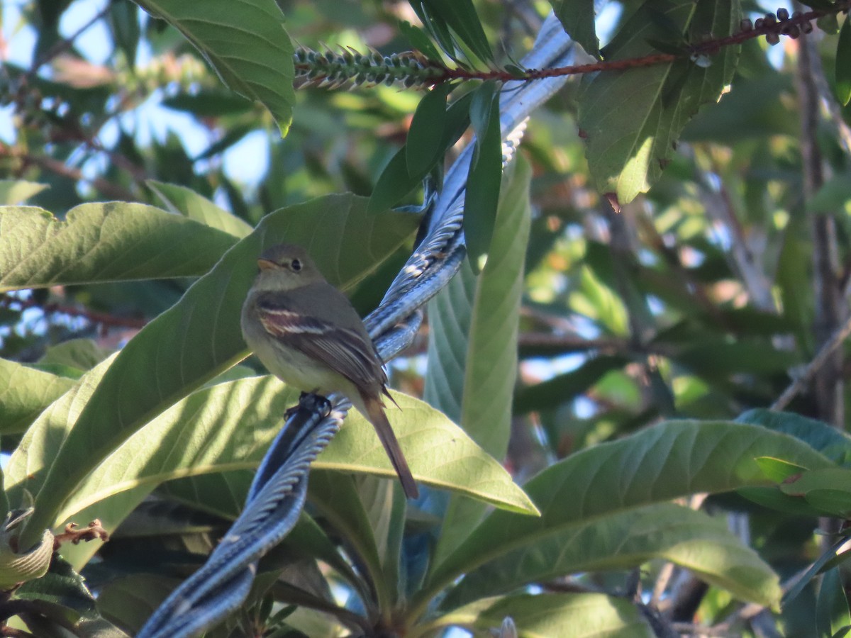 Western Flycatcher (Pacific-slope) - Kevin Burns