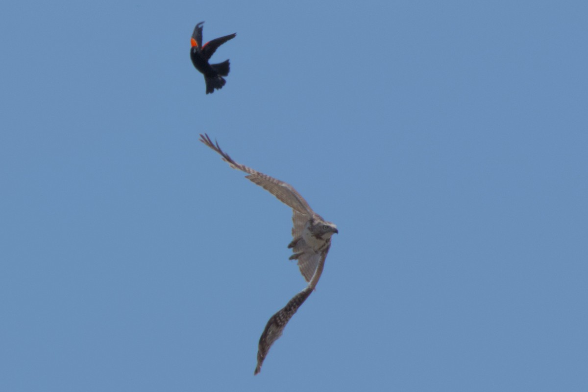 Red-tailed Hawk - Carson Kearns