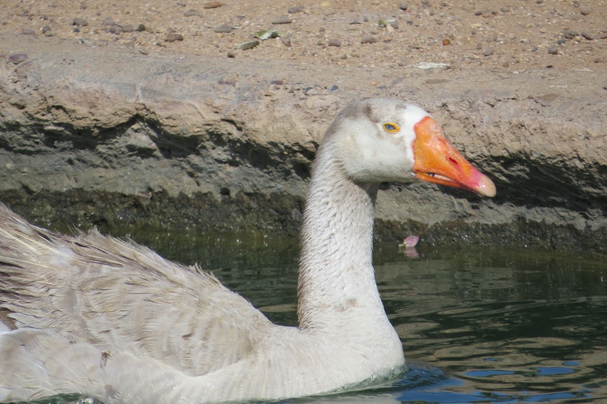Graylag x Swan Goose (hybrid) - ML619107632
