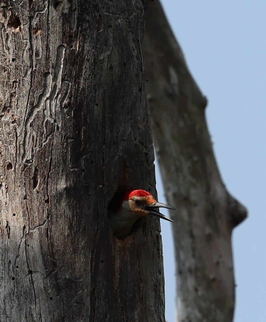 Red-bellied Woodpecker - Gregory Hamlin
