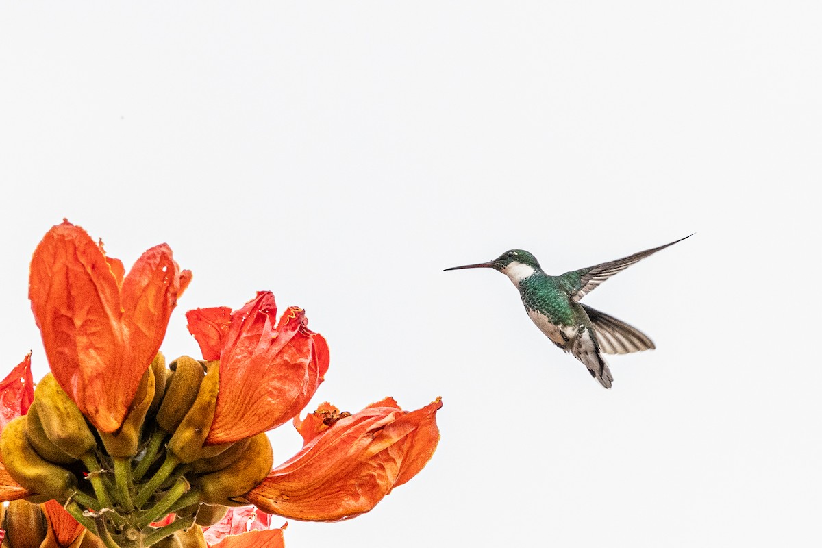 White-throated Hummingbird - ML619107643