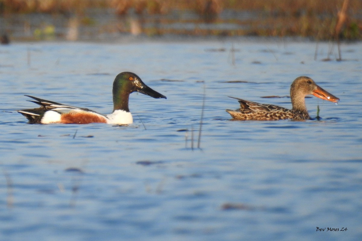 Northern Shoveler - Bev Moses