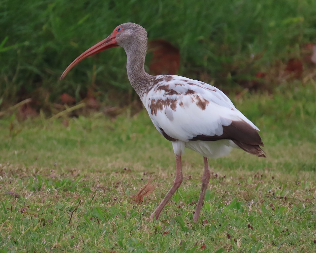 White Ibis - Laurie Witkin