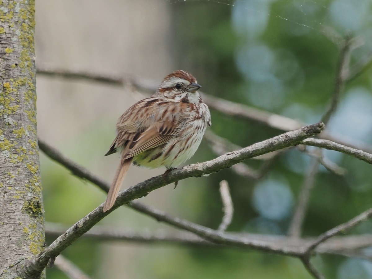 Song Sparrow - John LeClaire
